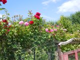 DSCN4341